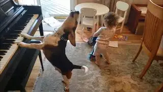 让狗狗和宝宝独自在家，打开监控看到这一幕，要笑喷了（讓狗狗和寶寶獨自在家，打開監控看到這一幕，要笑噴了）