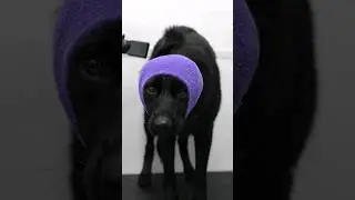 Grooming My Beautiful German Shepherd