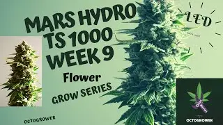 MARS HYDRO TS 1000 WEEK 9  Octogrower