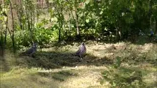 Лесные большие птички