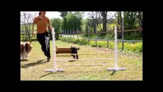 Agility med Girl og Maja