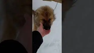 свиньи вьетнамские, гуси,собаки