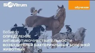 Определение антибиотикочувствительности возбудителей бактериальных болезней животных