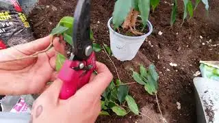 Come fare una talea del FICUS BENJAMIN