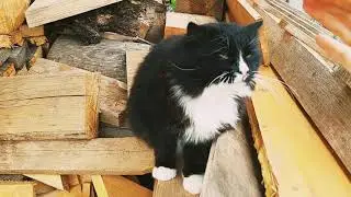 Котик плющится