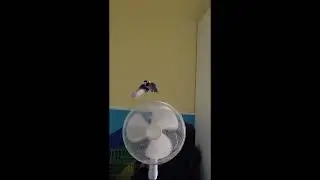 Lovebird flying in slow-motion