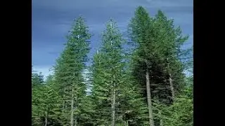 #Кипарис #Cupressus #Лиственница2 #Larix2 #Хвойные растения28 #Conifers28 Декоративные растения