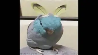 Сборник приколов про птиц 2016 /Collection of jokes about birds 2016/收集的笑话鸟2016