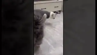 Лунная походка кота #funniestcats 😂😂😂