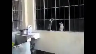 Mamma gatto e il suo cucciolo.Un amore incondizionato!
