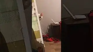 Снежок ты прекрасен 😆 /напугал