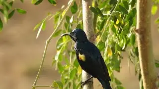 How to attract birds at our house?