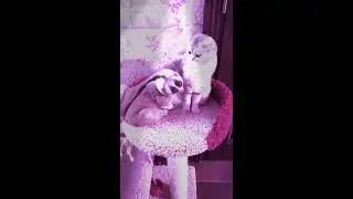Я звезда а ты не звезда!😄😄😄😄😄