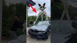 Аномальный кот поломал машину Сергею 