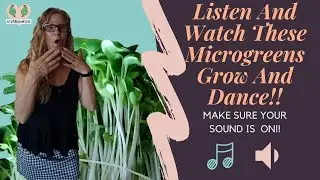 Incredible Dancing Microgreens | Time Lapse
