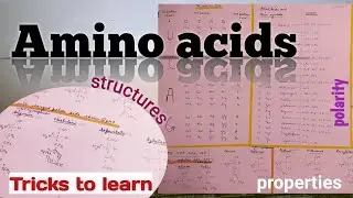 The Genetic Code and Amino Acids - All about them!