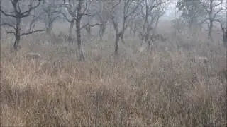 Two Rhino's fighting in Nepal
