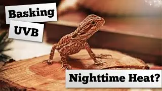 A Beginner Guide To Bearded Dragon Lights and Heat