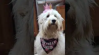 Maddie Doodles 1st Birthday! 😊#shorts