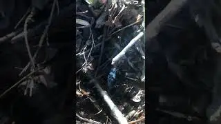 Органист,ты меня называла)))а может и триходерма, а может,  и другой гриб.