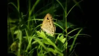 Prosumer Lensbong Indo Multifunctional Zoom+ Macro Phone lens (Mark-I) Review Samples LensOn