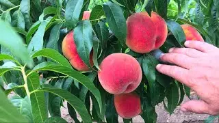 Peach weighing 500 grams - AMBASSADOR OF PEACE / Breaking all RECORDS / 2020