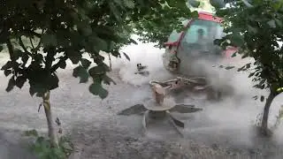 Hazelnut harvest by R23 harvester from AMB Rousset, nut harvester