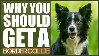 BORDER COLLIE! 5 Reasons Why YOU SHOULD Get A Border Collie!