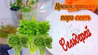 Рано посеем, позже уберем. СЕЛЬДЕРЕЙ корневой и черешковый  Пришло время