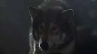 Wolf Bark Sound Effect
