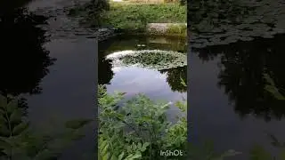 Монастырский пруд. Можайск. 
