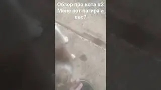 Обзор про кота #2