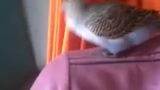 Meu periquito filhote!(Deixa o like)