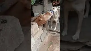 Сладкая парочка