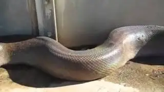 Змея атакуют на люди
