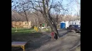 ПУДЕЛЬ И ОВЧАРКА.