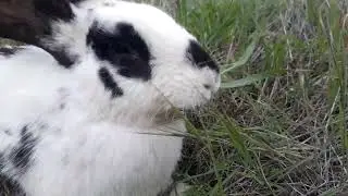 yabani tavşanın karnını doyurdum