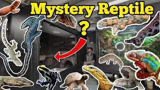 DIY HUGE Reptile Enclosure Mystery Reptile Snake Lizard Tortoise Frog | Part 6 |