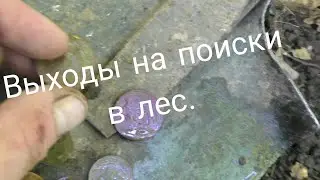 Жаркие лесные поиски.