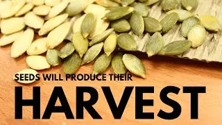 Prophetic Word For Now Seeds will produce their harvest