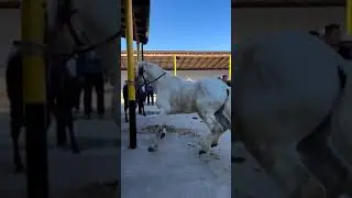 красивый конь 