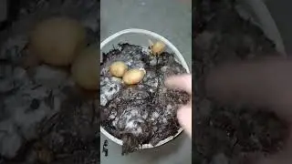 ещё два ведра листвы для карохи и огурцов...