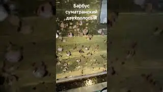 Барбус суматранский двухполосый