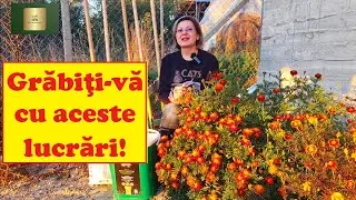 Some urgent garden works at the end of October 🍂🍂🍂