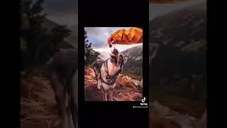 Чехословацкий влчак