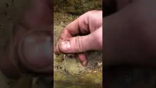 Хонда 8 пшеница под колпаком