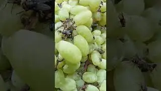 Tasty Grapes