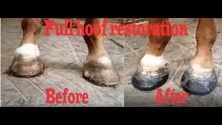 Horse in pain with extremely damaged feet gets orthopedic glue shoes !!