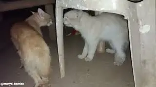 Kucing Berantem Rebutan Kucing Janda Tobrut Gang Komplek
