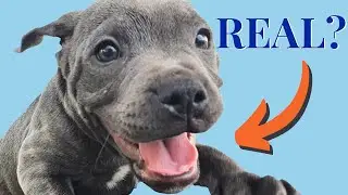 Why Do Staffies Smile? TRUTH BEHIND THE SMILES